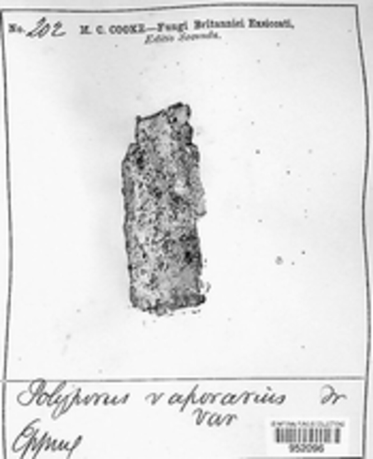 Polyporus vaporarius image